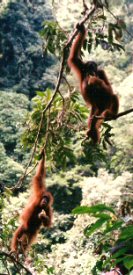 orangs in the canopy