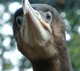 Diving and Vision in Cormorants