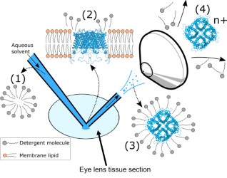 Native nano-DESI workflow for membrane protein analysis