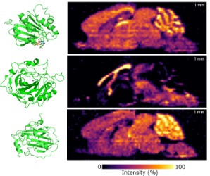 Ion images for ions detected by native nano-DESI MSI