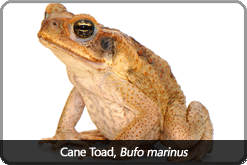 cane toad