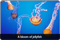 jellyfish_bloom