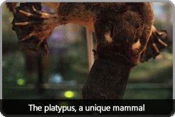 platypus