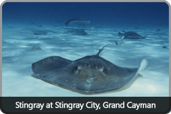 stingray_at_stringraycity