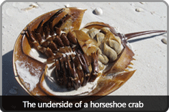 underside_horseshoe_crab