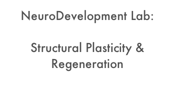 NeuroDevelopment Lab: 
 
Structural Plasticity &
Regeneration

