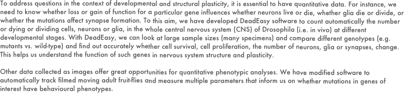 To address questions in the context of developmental and structural plasticity, it is essential to have quantitative data. For instance, we need to know whether loss or gain of function for a particular gene influences whether neurons live or die, whether glia die or divide, or whether the mutations affect synapse formation. To this aim, we have developed DeadEasy software to count automatically the number or dying or dividing cells, neurons or glia, in the whole central nervous system (CNS) of Drosophila (i.e. in vivo) at different developmental stages. With DeadEasy, we can look at large sample sizes (many specimens) and compare different genotypes (e.g. mutants vs. wild-type) and find out accurately whether cell survival, cell proliferation, the number of neurons, glia or synapses, change. This helps us understand the function of such genes in nervous system structure and plasticity.

Other data collected as images offer great opportunities for quantitative phenotypic analyses. We have modified software to automatically track filmed moving adult fruit-flies and measure multiple parameters that inform us on whether mutations in genes of interest have behavioural phenotypes.