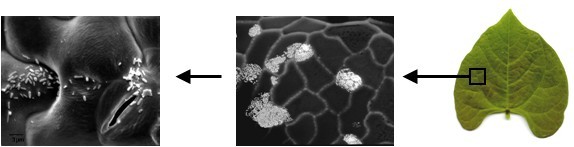 Bacterial colonies on plant leaves