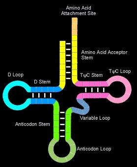 Trna Diagram