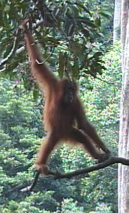 bipedal orang