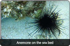 anemone_sea_bed