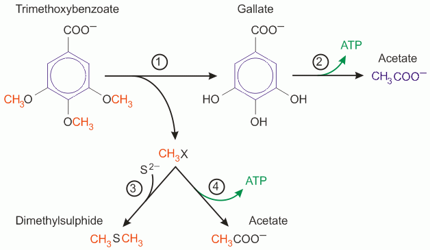 Sketch of the branched catabolism of Holophaga foetida